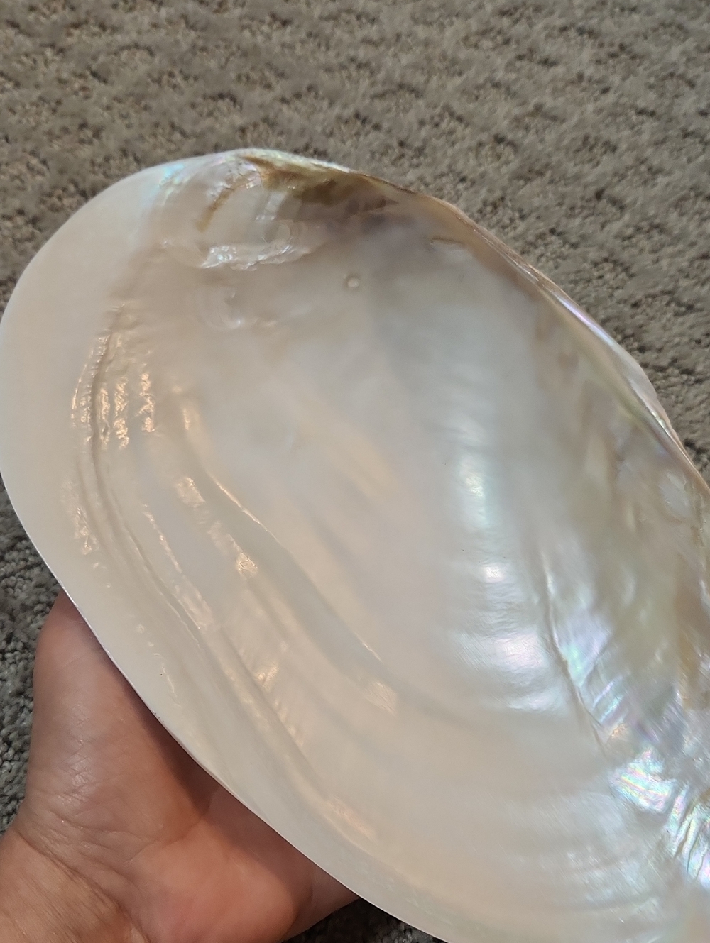 Shell Decor Iridescent Mother-of-Pearl Decorative Bowl Creamy White Iridescence - Picture 8 of 12